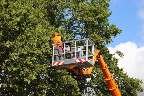 Best Commercial Tree Services  in White Oak, TX