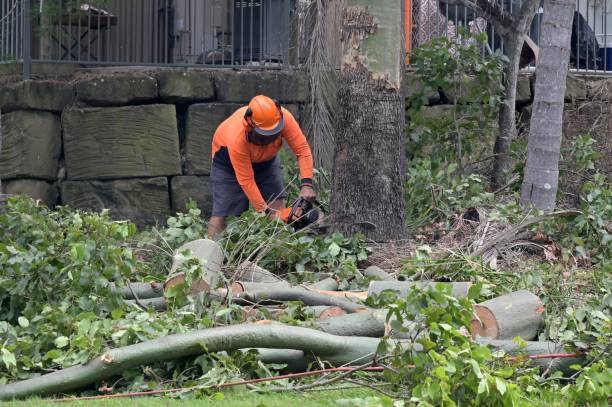 How Our Tree Care Process Works  in White Oak, TX